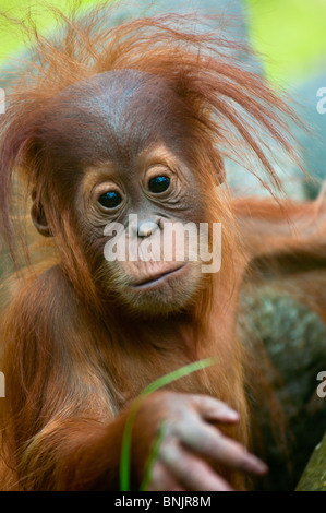 Carino baby Orangutan (Pongo pygmaeus) il contatto visivo. Foto Stock