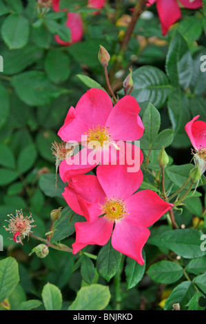 Rosa: Rosa Rose di Piccardia 'Ausfudge' Foto Stock