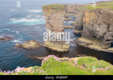 Stack di mare Yesnaby Castle e scogliere Orkney continentale LA005103 Foto Stock