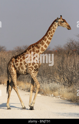 Giraffe (Giraffa camelopardalis) nel Parco Nazionale di Etosha, Namibia Foto Stock