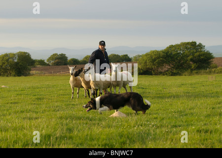 "Un uomo e il suo cane' un pastore in competizione in Sheepdog prove su una fattoria in West Wales UK Foto Stock