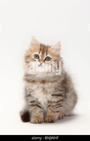 British Longhair Cat, gattino, dieci settimane, nero-oro-sgombro / Highlander, Lowlander, Britanica Foto Stock