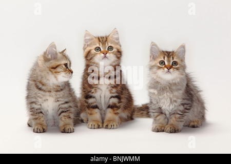 British Longhair Gatti e British Shorthair gatti e gattini, 10 settimane / Highlander, Lowlander, Britanica Foto Stock
