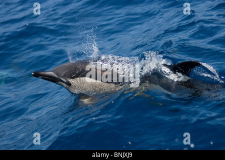 A breve becco delfino comune, Delphinus delphis, Gemeiner Delfin, Pico Azzorre, Portogallo, wild Foto Stock