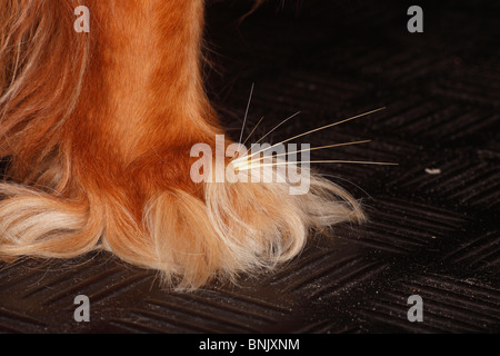 Awn di erba tra le dita dei piedi, dog paw, Cavalier King Charles Spaniel, ruby Foto Stock