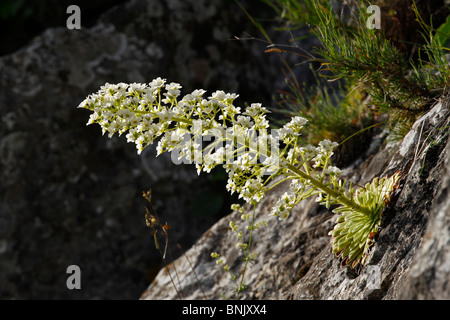 Corona de Rey, Saxifraga longifolia en floración. Sierra de Aitana. Alicante Foto Stock