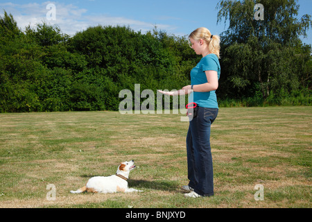 Donna con Parson Russell Terrier, formazione, segnale 'down' / Parson Jack Russell Terrier Foto Stock