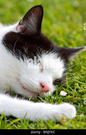 Un maschio adulto in bianco e nero gatto domestico (felis catus) dormendo all'aperto sull'erba Foto Stock