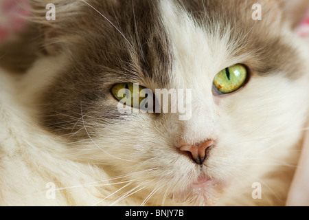 Primo piano della bella femmina fluffy grigio e bianco gatto domestico (felis catus) di guardare direttamente la fotocamera Foto Stock
