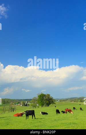 Il pascolo di bestiame in agriturismo in Arborhill, Shenandoah Valley, Virginia, Stati Uniti d'America Foto Stock