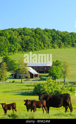 Il pascolo di bestiame in agriturismo vicino a Middlebrook nella valle di Shenandoah, Virginia, Stati Uniti d'America Foto Stock