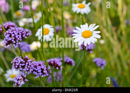 Piuttosto daisy (Bellis perennis) tra un campo con fiori viola in background. Foto Stock