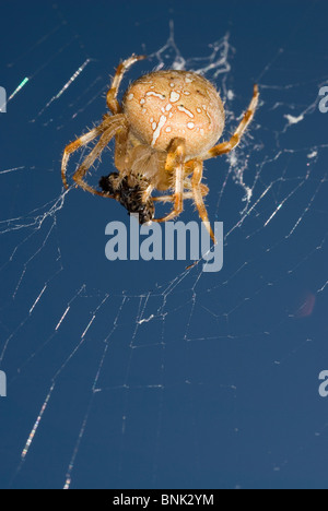 Giardino europeo spider (Araneus diadematus) mangiare una preda. Foto Stock