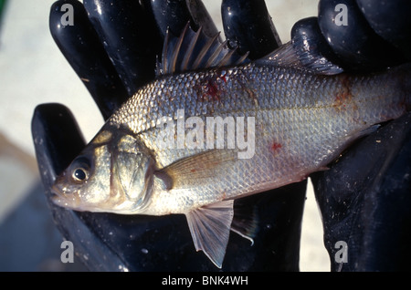 SHELLTOWN, MD, Stati Uniti d'America - 1997/09/25: un biologo marino trattiene un pesce di alosa con piaghe aperte dal mangiare carne Pfiesteria focolaio della malattia nel fiume Pocomoke lungo la baia di Chesapeake Settembre 25, 1997 in Shelltown, Maryland. Il focolaio ha causato una perdita di $43 milioni di dollari in entrate di pesca e si ritiene che sia causato dal ballottaggio del pollo il letame proveniente dalle aziende agricole della zona. (Foto di Richard Ellis) Foto Stock