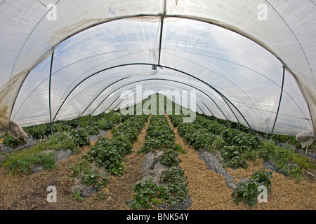 Le fragole in polytunnels in Perthshire Foto Stock