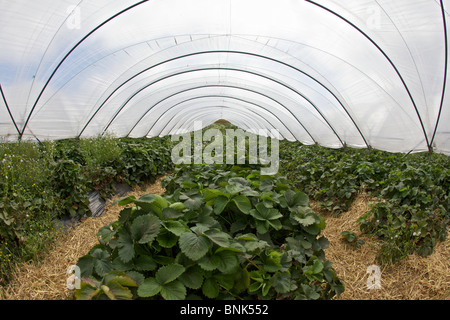 Le fragole in polytunnels in Perthshire Foto Stock