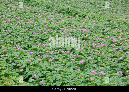 Il raccolto di patate in fiore nel campo in Perthshire Scozia Scotland Foto Stock