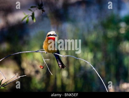 Bianco-fronteggiata Gruccione (Merops bullockoides), il Botswana Giugno 2009 Foto Stock