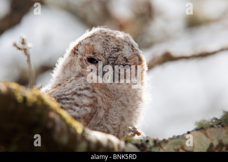 Allocco; Strix aluco; il novellame di ramificazione; Cornovaglia Foto Stock