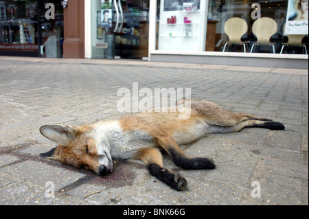 Un morto fox sul marciapiede in SW London Foto Stock