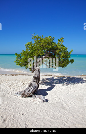 Divi Divi Tree di Aruba Foto Stock