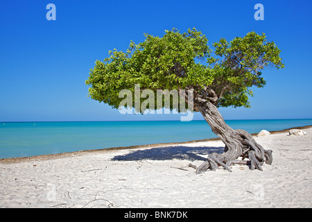 Divi Divi Tree di Aruba. Foto Stock