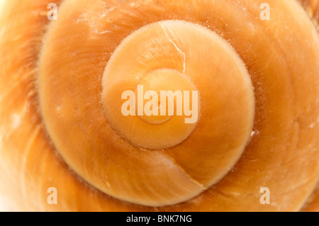 In prossimità di una conchiglia Foto Stock