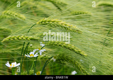 Campo di frumento Foto Stock