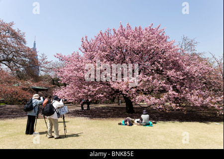 La gente di scattare le foto di fiori di ciliegio albero in Shinjuku Gyoen, Tokyo, Giappone Foto Stock