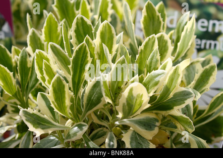 Osteospermum 'Iced gioiello", incredibili variegato cuscinetto fogliame di grandi fiori di colore bianco con un blu scuro centro. Perenne Foto Stock