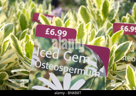 Osteospermum 'Iced gioiello", incredibili variegato cuscinetto fogliame di grandi fiori di colore bianco con un blu scuro centro. Perenne Foto Stock