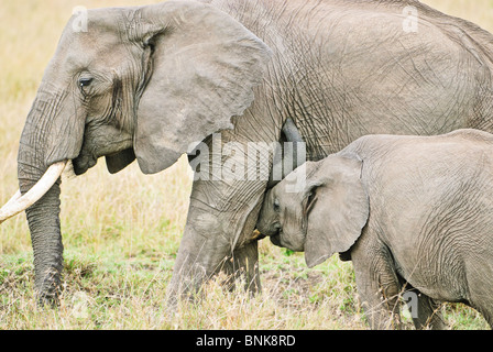 Un elefante africano di vitelli in allattamento il Masai Mara del Kenya. Foto Stock