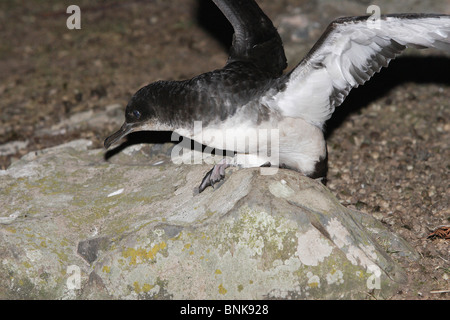 Manx Shearwater sul terreno si prepara a prendere al volo Foto Stock