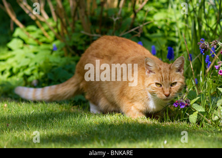 Femmina adulta Ginger cat (felis catus) esplorare e caccia all'aperto in giardino Foto Stock