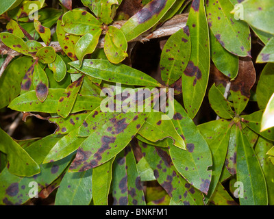 Macchia di foglia (Gloeosporium rhododendri) marrone ruggine, marrone scuro lesioni su foglie Rhododendrom Foto Stock