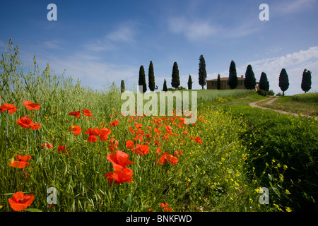 Pienza Toscana Italia grano-campo modo cornfield house home alberi cipressi fiori di papavero Foto Stock