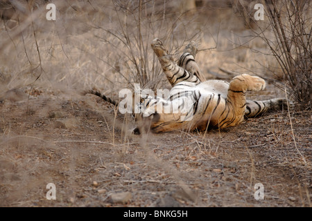 Una tigre del Bengala a laminazione a secco la foresta di habitat di Ranthambhore, India. ( Panthera Tigris ) Foto Stock