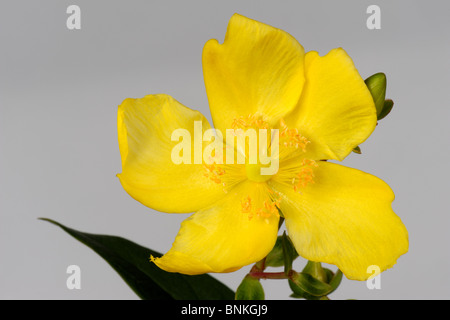 Fiore di giallo Hypericum lancasteri contro uno sfondo bianco Foto Stock