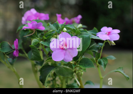 Occupato Lizzie pianta che porta fiori di colore rosa in giugno Foto Stock