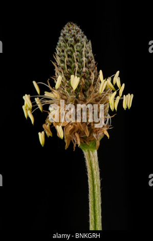 Ribwort (Planzago lanceolata) fiore spike contro uno sfondo nero Foto Stock
