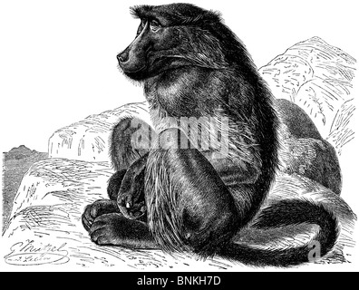 Chacma babbuino, Cape babbuino, Papio ursinus Foto Stock