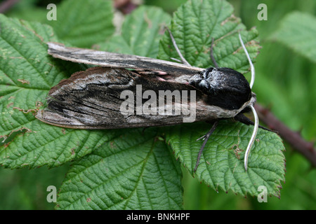 Ligustro Hawk Moth Sphinx ligustri presi in Cumbria, Regno Unito Foto Stock