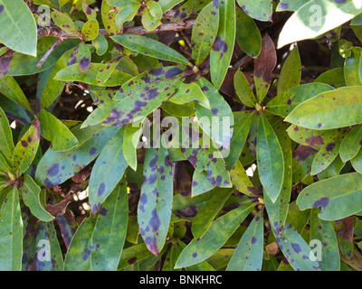 Macchia di foglia (Gloeosporium rhododendri) marrone ruggine, marrone scuro lesioni su foglie Rhododendrom Foto Stock