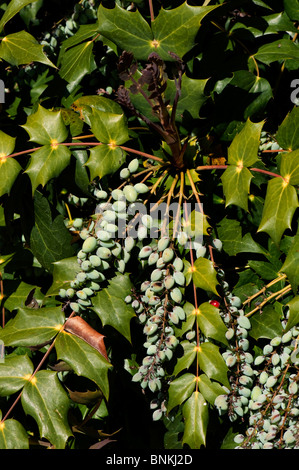 Frutti di bosco su Mahonia X media lascia Foto Stock