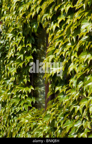 Boston ivy (Parthenocissus tricuspidata) Fogliame attorno alla finestra in un vecchio fienile in pietra Foto Stock