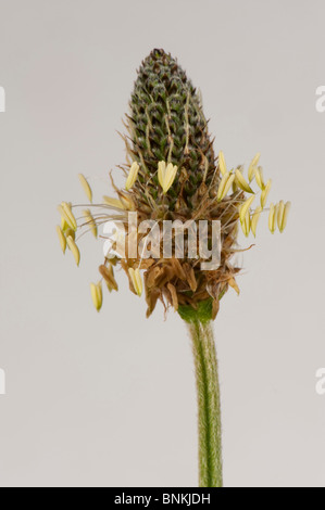 Ribwort (Planzago lanceolata) fiore spike contro uno sfondo bianco Foto Stock