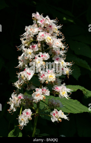 Ippocastano Aesculus hippocastaneum Blossom preso in Lancashire, Regno Unito Foto Stock