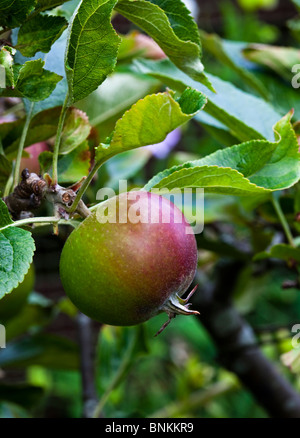 Cox's Orange Pippin apple crescente su albero Foto Stock