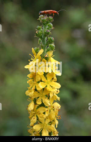 Soldato rosso Beetle seduto sulla cima di un fiore Spike di Agrimony presi in Cumbria, Regno Unito Foto Stock