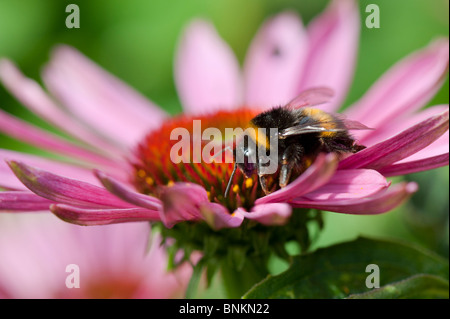 Bumble Bee, bombus lucorum, di alimentazione su un prodotto a base di echinacea purpurea fiore in un giardino inglese Foto Stock